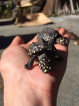 a454591a77d38804927375de3462c1a