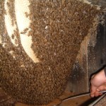 Five Immrotals Temple, China