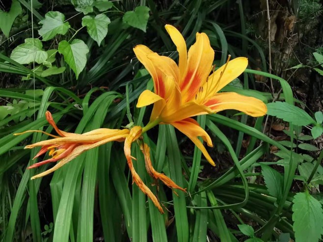 efec294f5fa6da30345373c13b53d5c