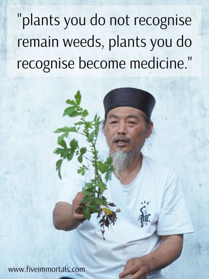 'plants you do not recognise remain weeds, plants you do recognise become medicine.(2)