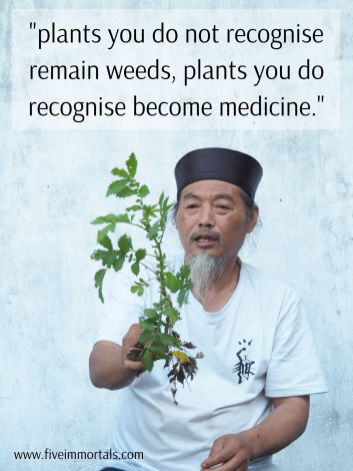 'plants you do not recognise remain weeds, plants you do recognise become medicine.(2)