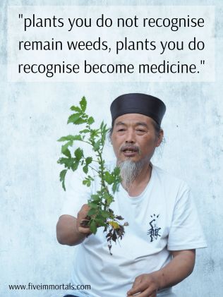 'plants you do not recognise remain weeds, plants you do recognise become medicine.(2)