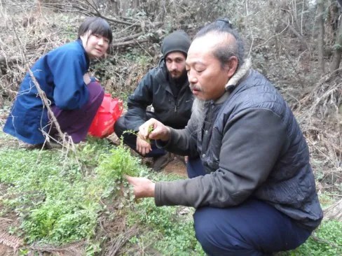 Herb picking in Five Immortals Temple